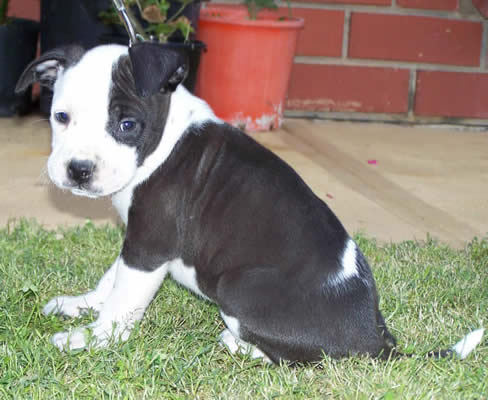 DDDawgs They Call Her Domino